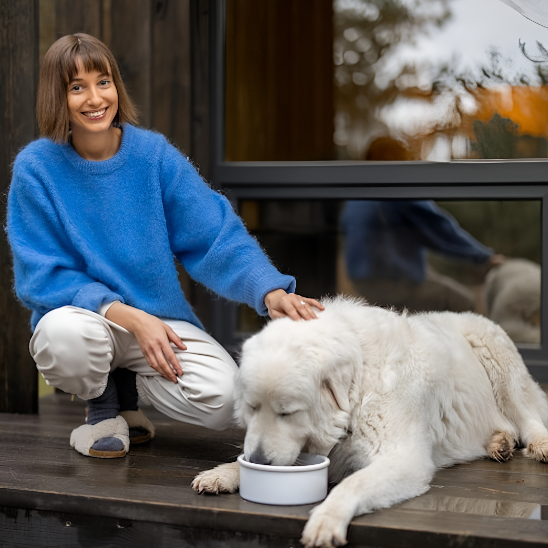 Feeding Time Done Right — Functional & Fun Pet Bowls